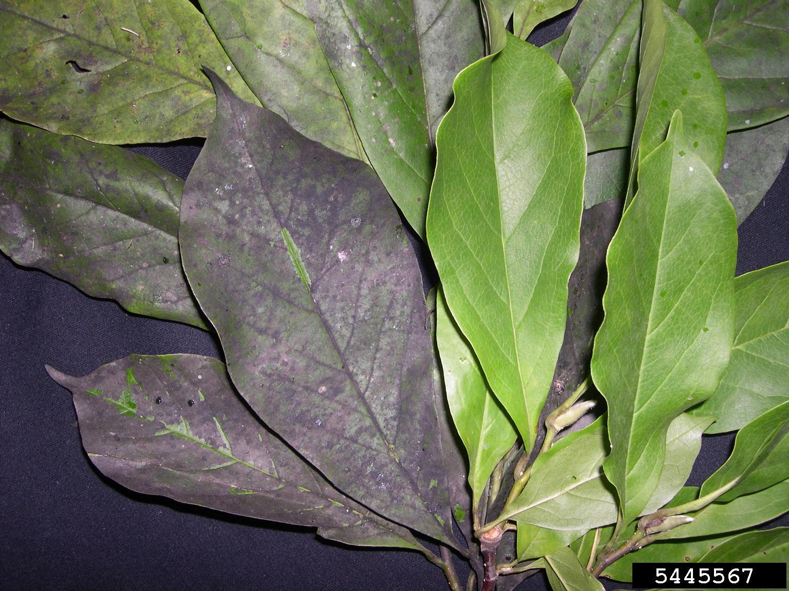 Healthy green magnolia leaves and brownish purple magnolia leaves infected with sooty mold.